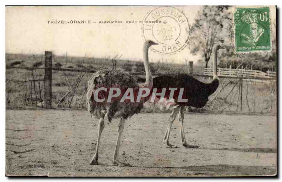 Algerie Trezel Oranie CPA Autruches male et femelle (ostrich)