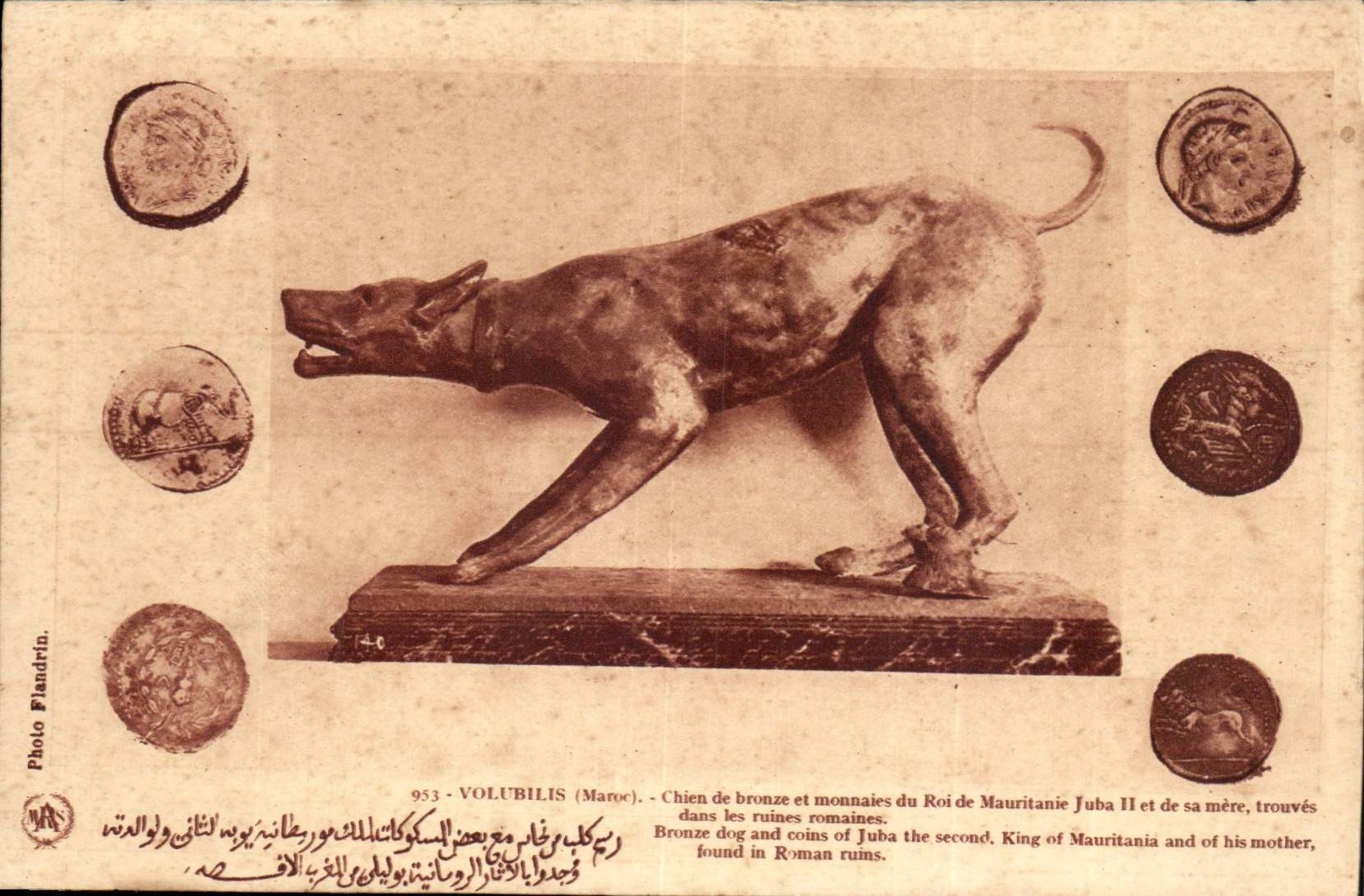 Maroc Volubilis CPA Chien de bronze et monnaies du roi de Mauritanie Juba II