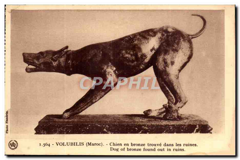 Maroc Volubilis CPA Chien en bronze trouve dans les ruines (dog)