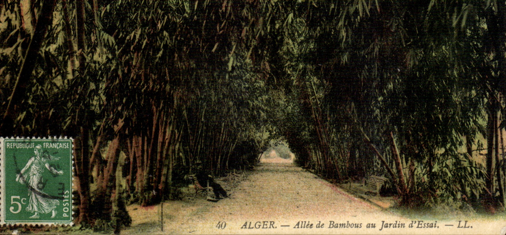 Algéro — Allée de Bambous au Jardin d'Essai — LL.