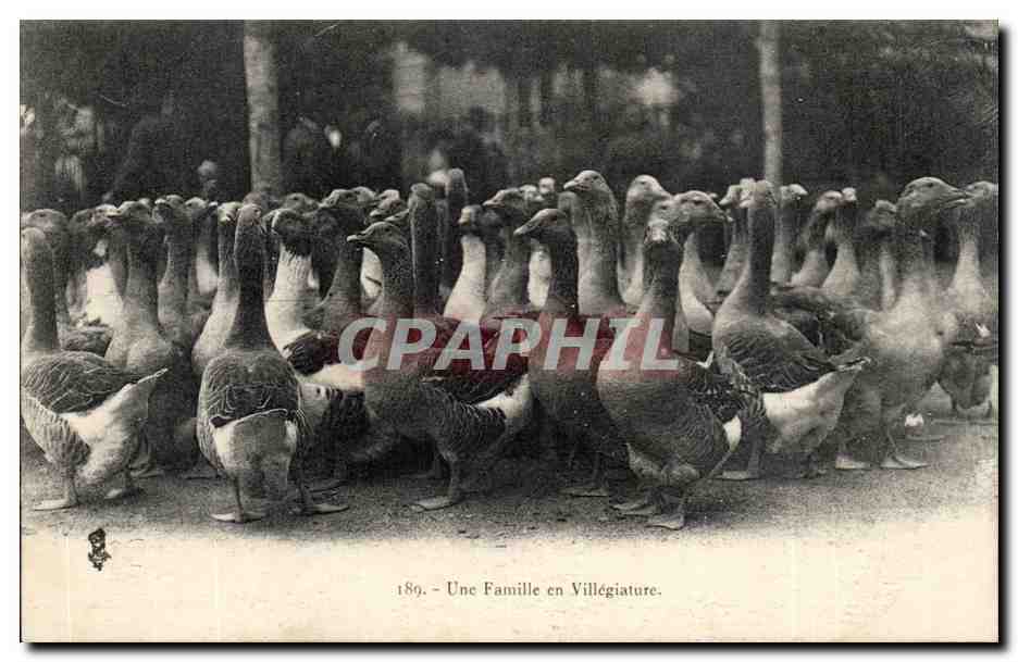 CPA Une famille en villegiature (elevage oies)