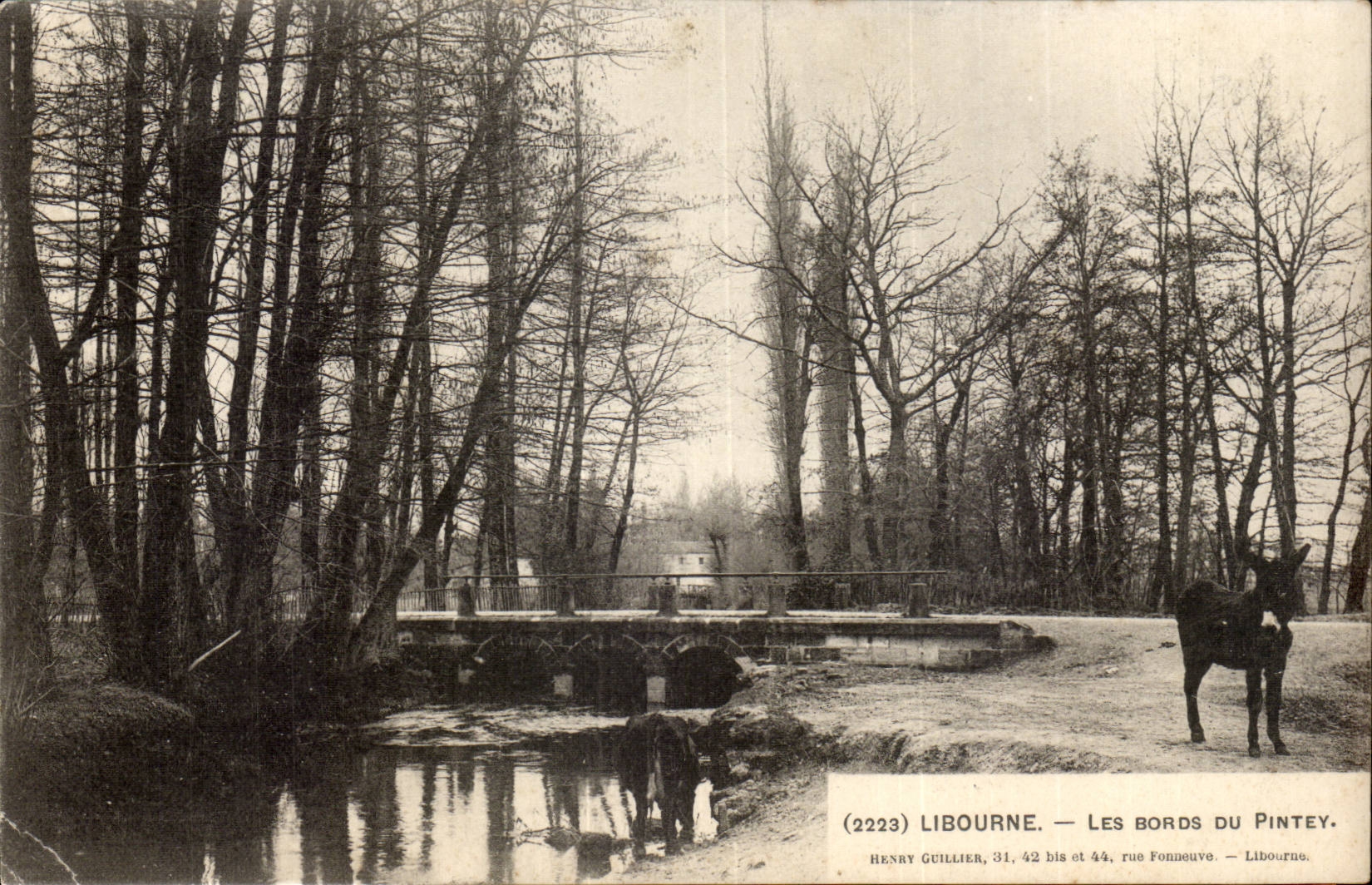 Libourne cPA Les bords du Pintey (ane donkey mule)