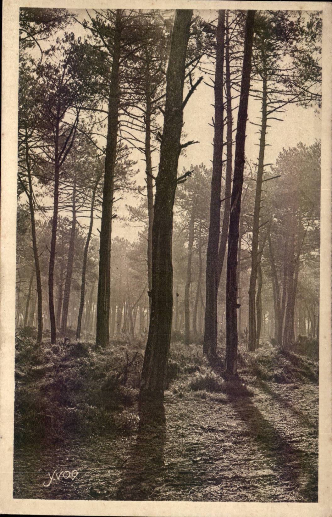 Les Landes de Gascogne — Matin d'automne — Édition d'Art YVON, Neuilly-Paris