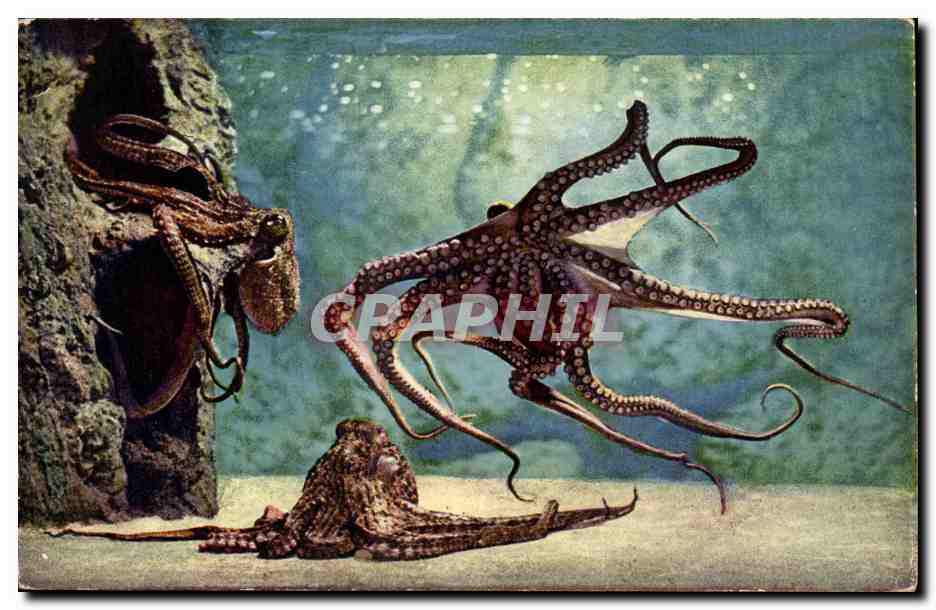 Octopuses — aquarium scene — Cliché Trabut, No 02