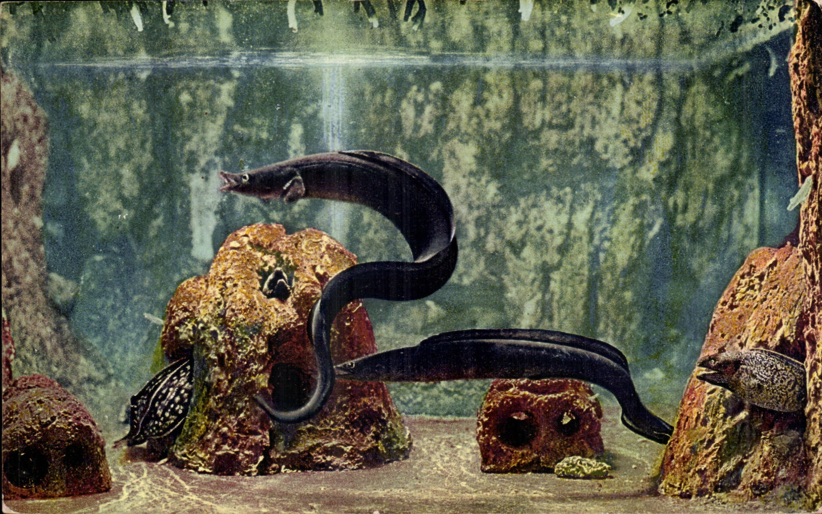 Aquarium de Monaco — Conger vulgaris — Cliché Barba, n°6