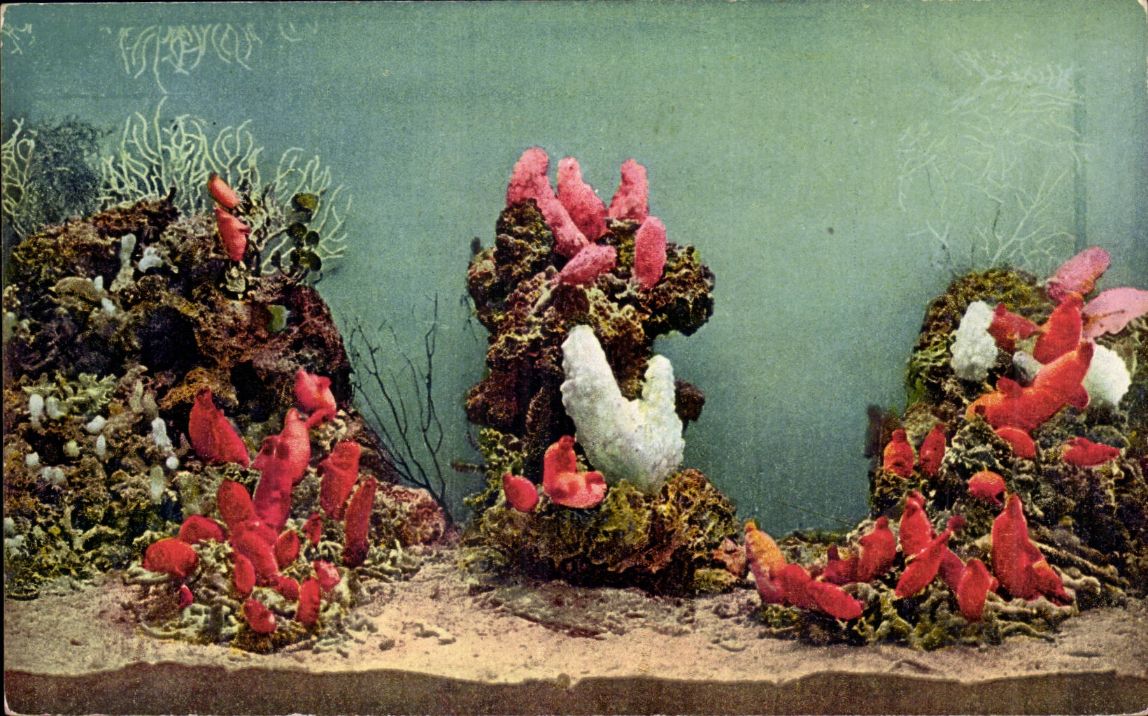 Aquarium de Monaco — Ascidiacées — éditeur Cliché Barba, n°20