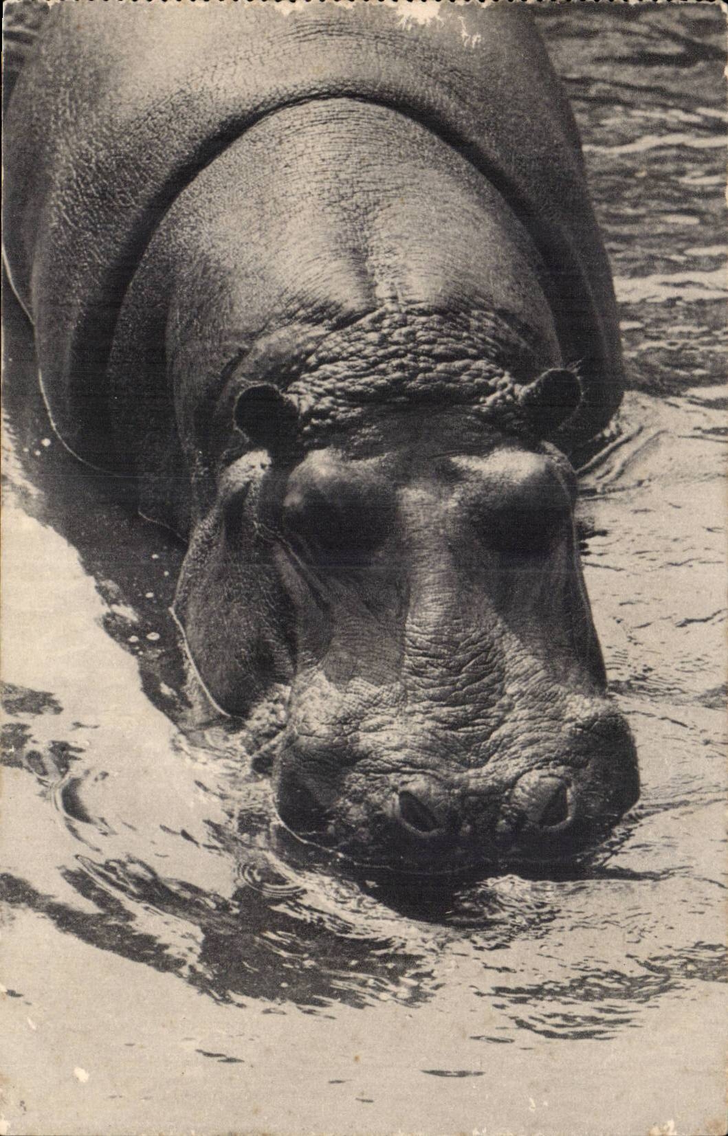 Paris Vincennes CPA Parc zoologique Hippopotame