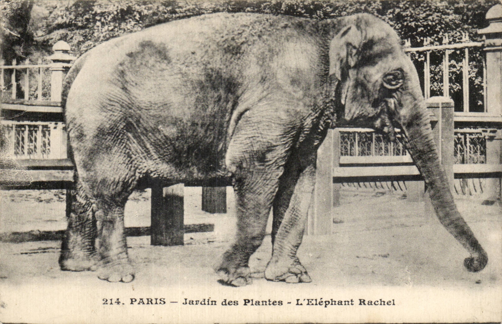 Paris CPA Jardin des plantes L'elephant Rachel