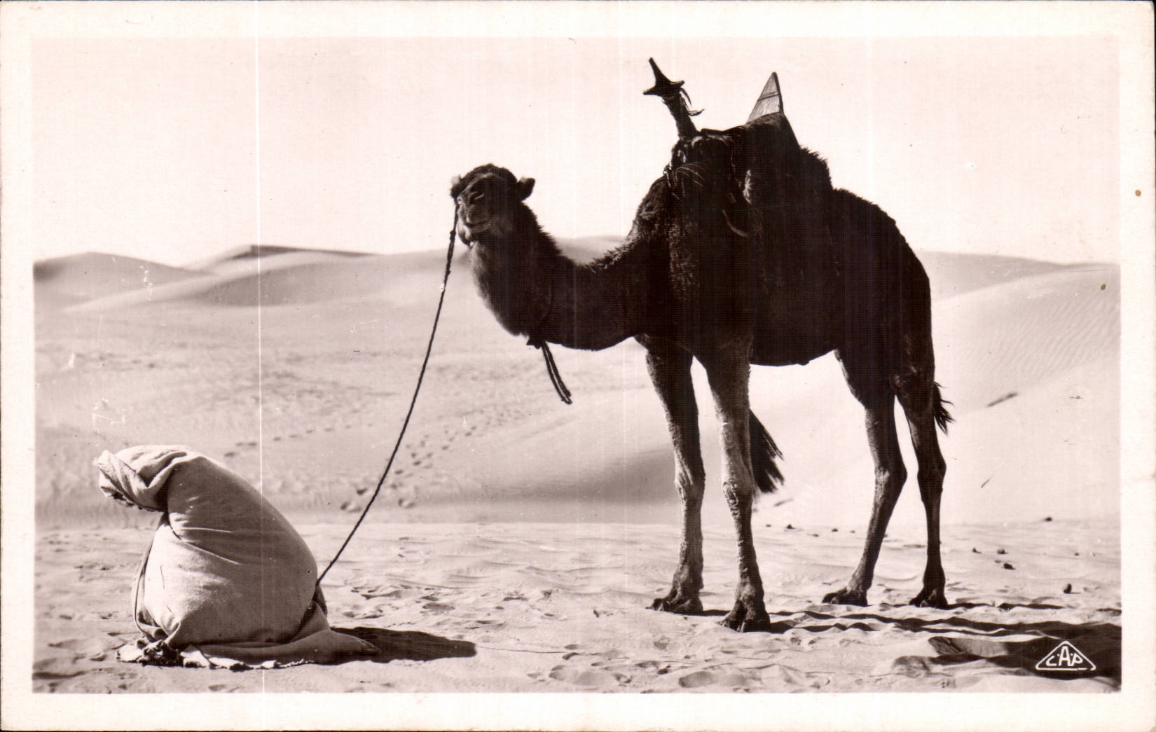 Algerie CPA Scenes et types La priere du desert (chameau camel)