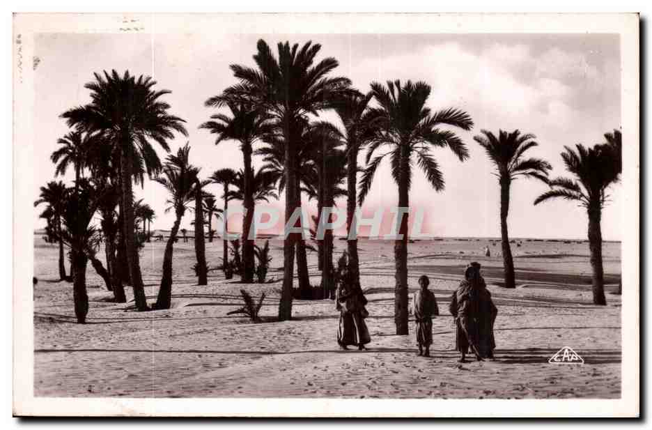 Algerie CPA Scenes et types Paysage saharien