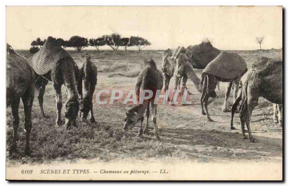 Chameaux au pâturage — SCÈNES ET TYPES — LL. n° 6102