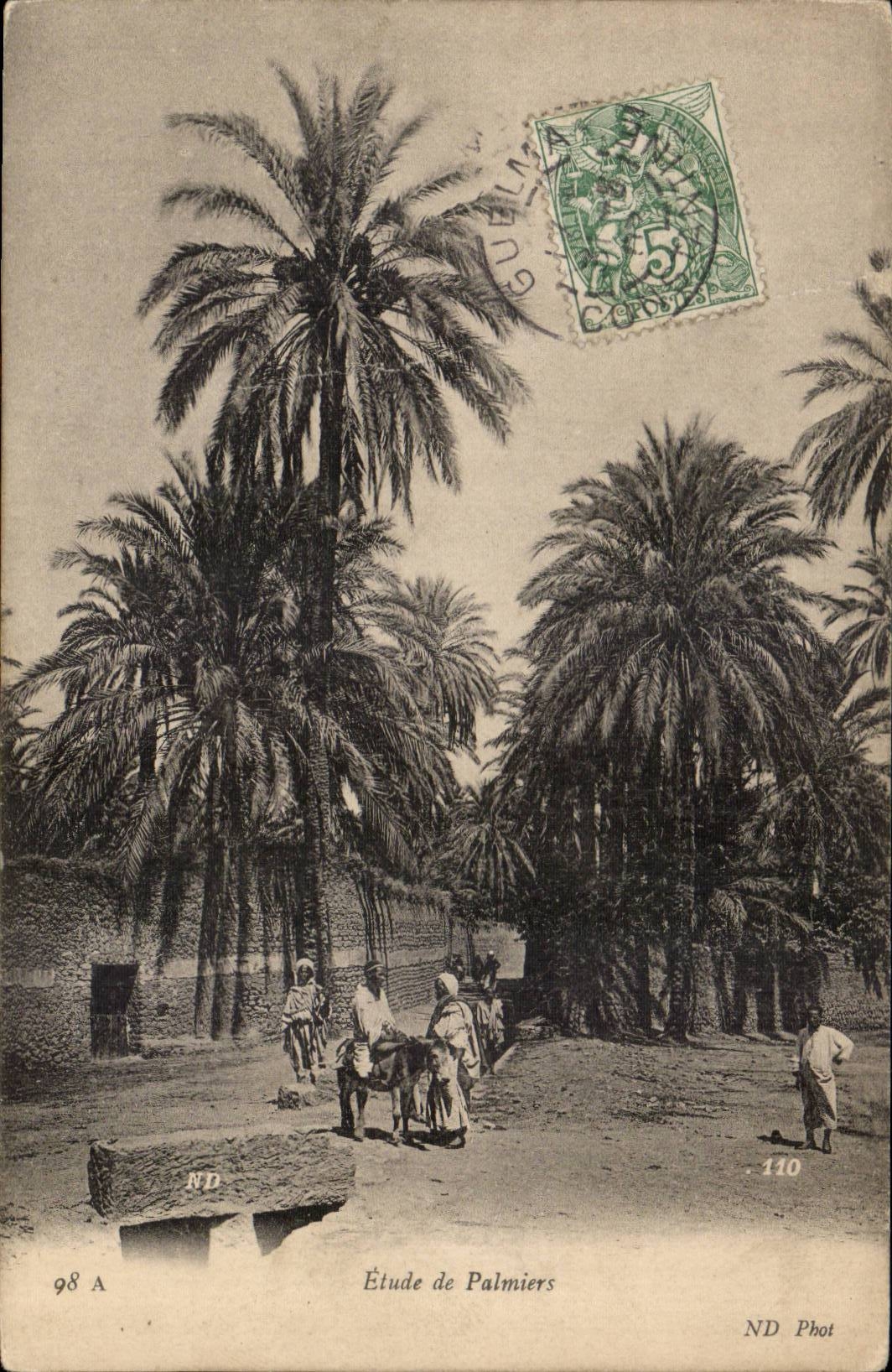 Algerie CPA Scenes et types Etude de palmier (ane donkey)