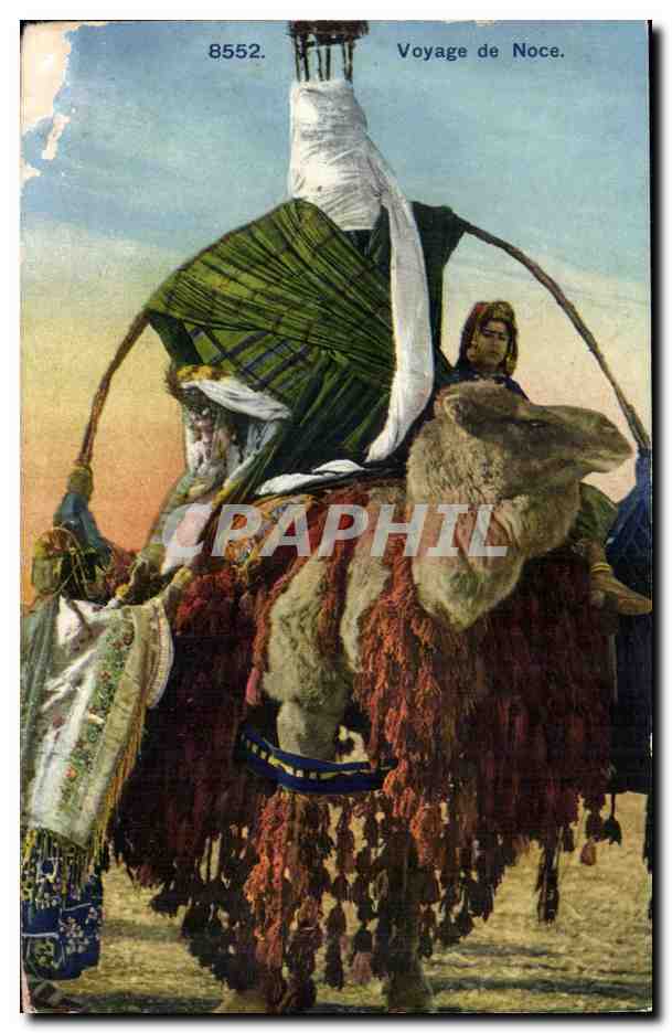 Algerie CPA Scenes et types Voyage de noce (chameau camel)