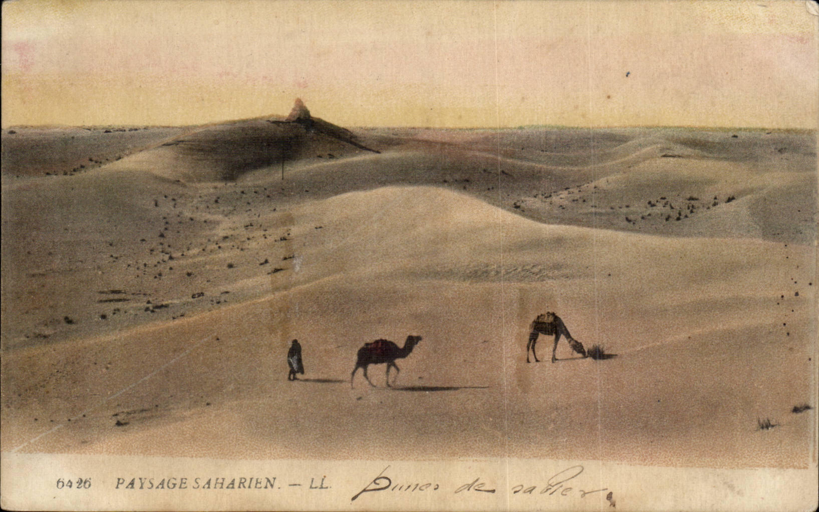 Algerie CPA Scenes et types Paysage saharien 
