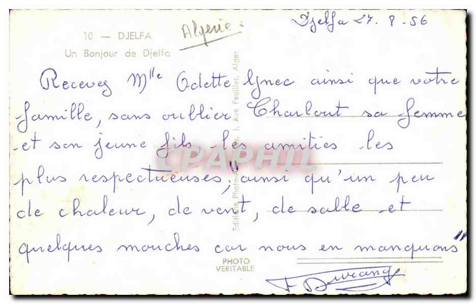 Algerie CPA Un bonjour de Djelfa — Rückseite