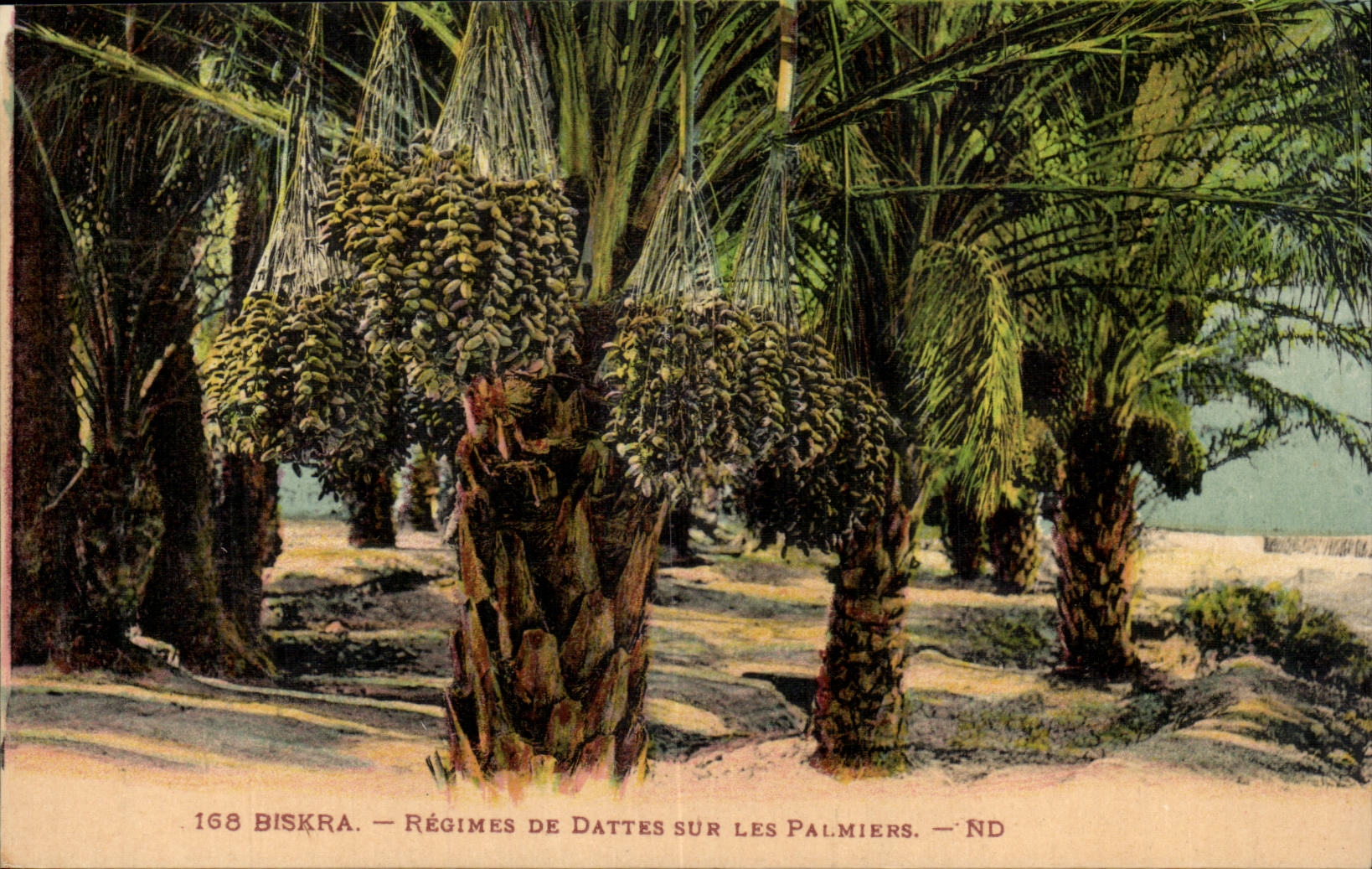 Constantine - Algerie - Algeria - Afrique - Africa - Biskra - Regimes des Dattes sur les Palmiers - CPA 