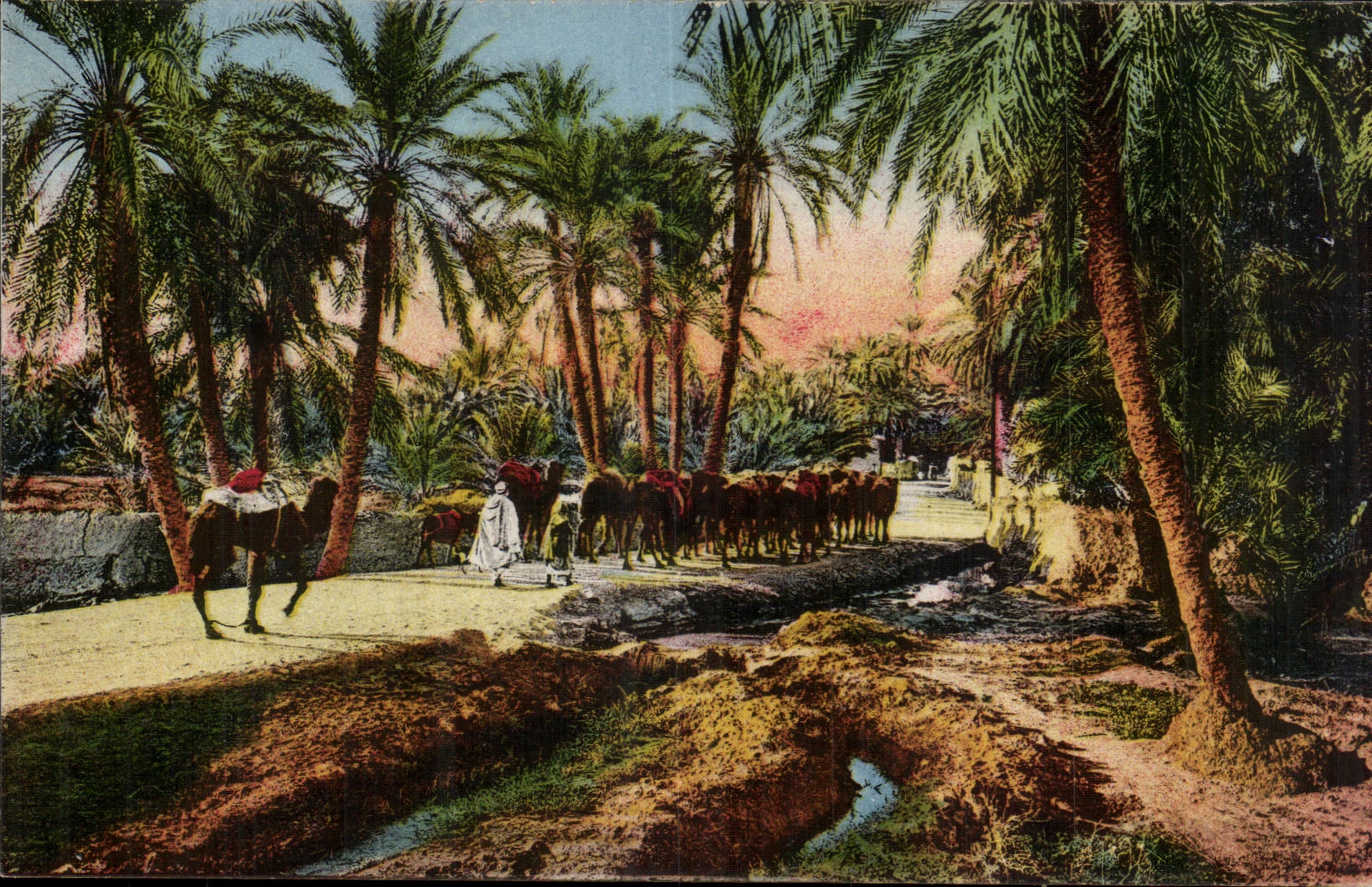 Constantine - Algerie - Algeria - Afrique - Africa - Biskra - Route de Touggourt - chameau - camel - CPA 