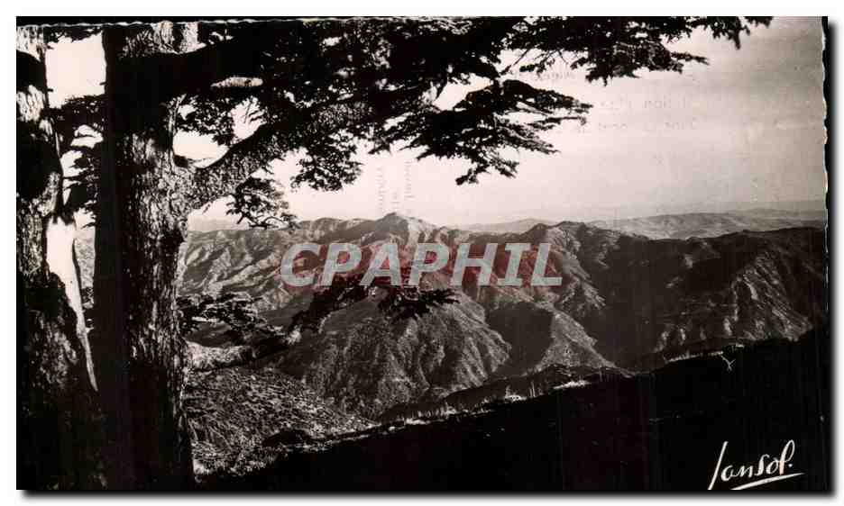 Algerie CPA Chrea Station d'ete et d'hiver dans la foret de cedres