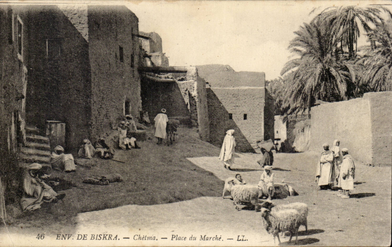 Algerie CPA Environs de Biskra Chetma Place du marche (moutons)