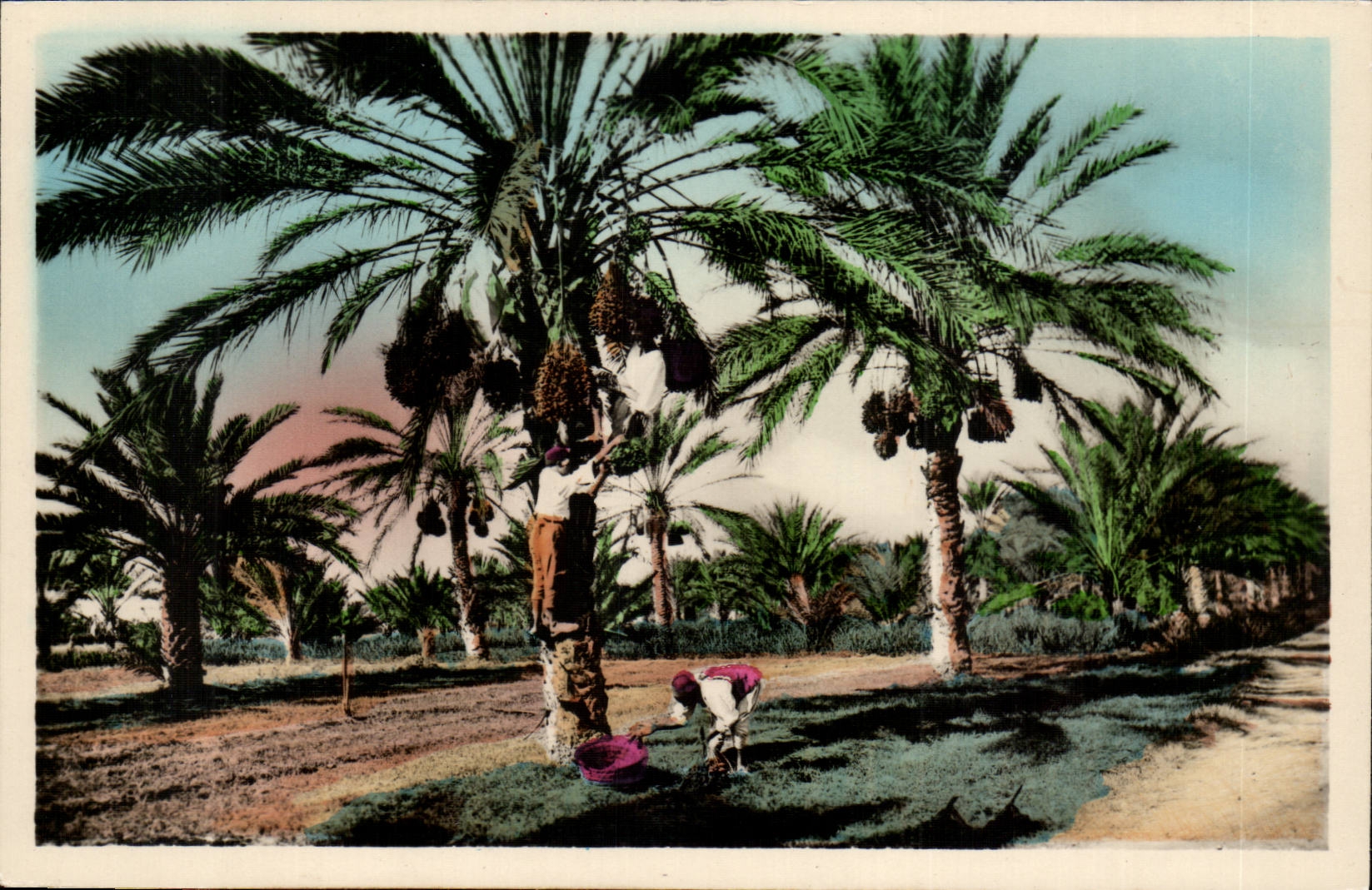 Biskra - Palmiers-Dattiers — (50) — C.A.P. — PARIS