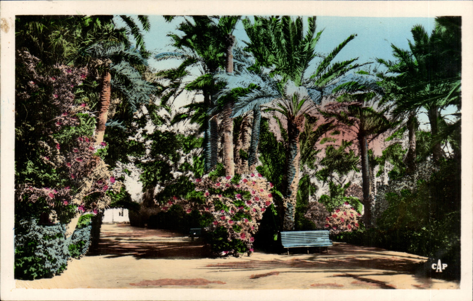 Algerie Biskra CPA Constantine Jardin landon Une allee