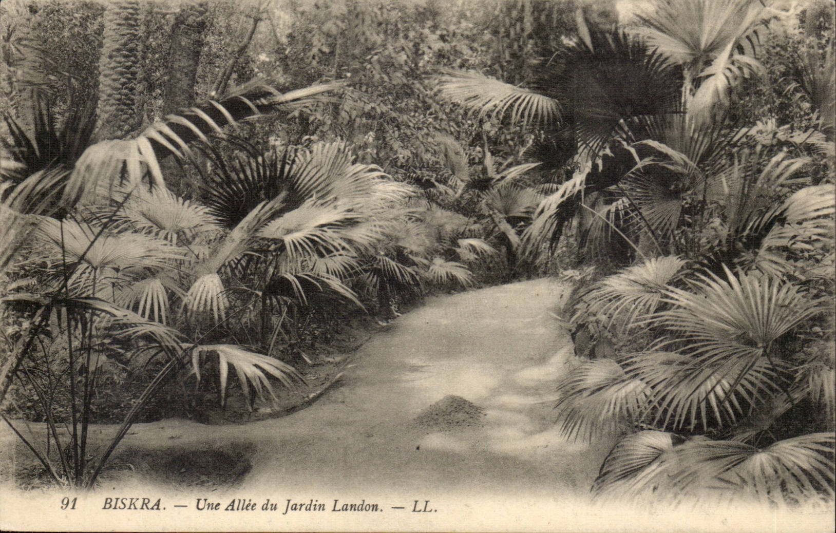 Biskra — A Path in Landon Garden — LL. n°91