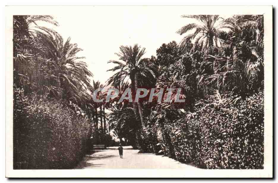 Biskra — Jardin Landon — Allée de Palmiers