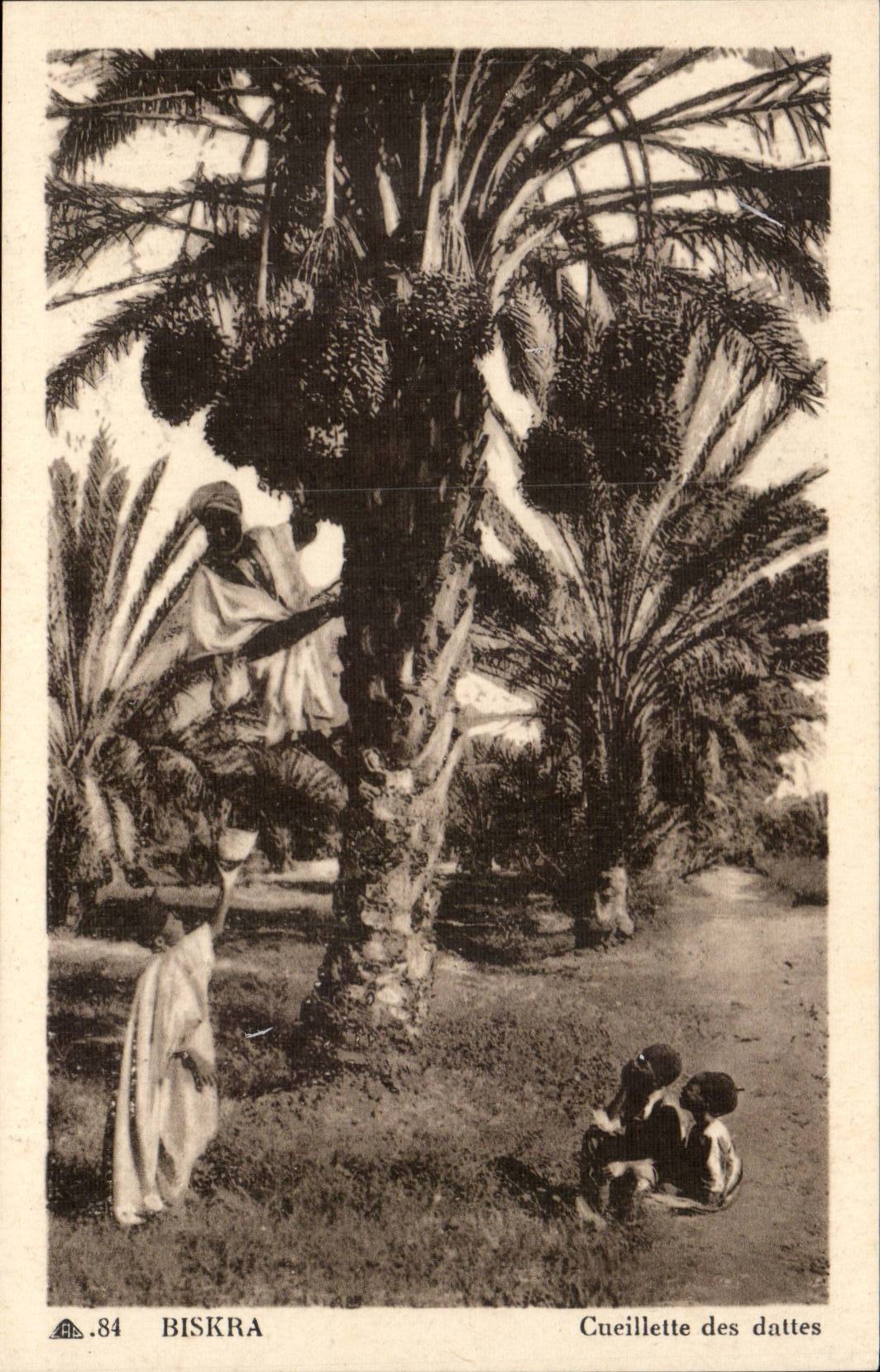 Algerie Constantine CPA Biskra Cueillette des dattes