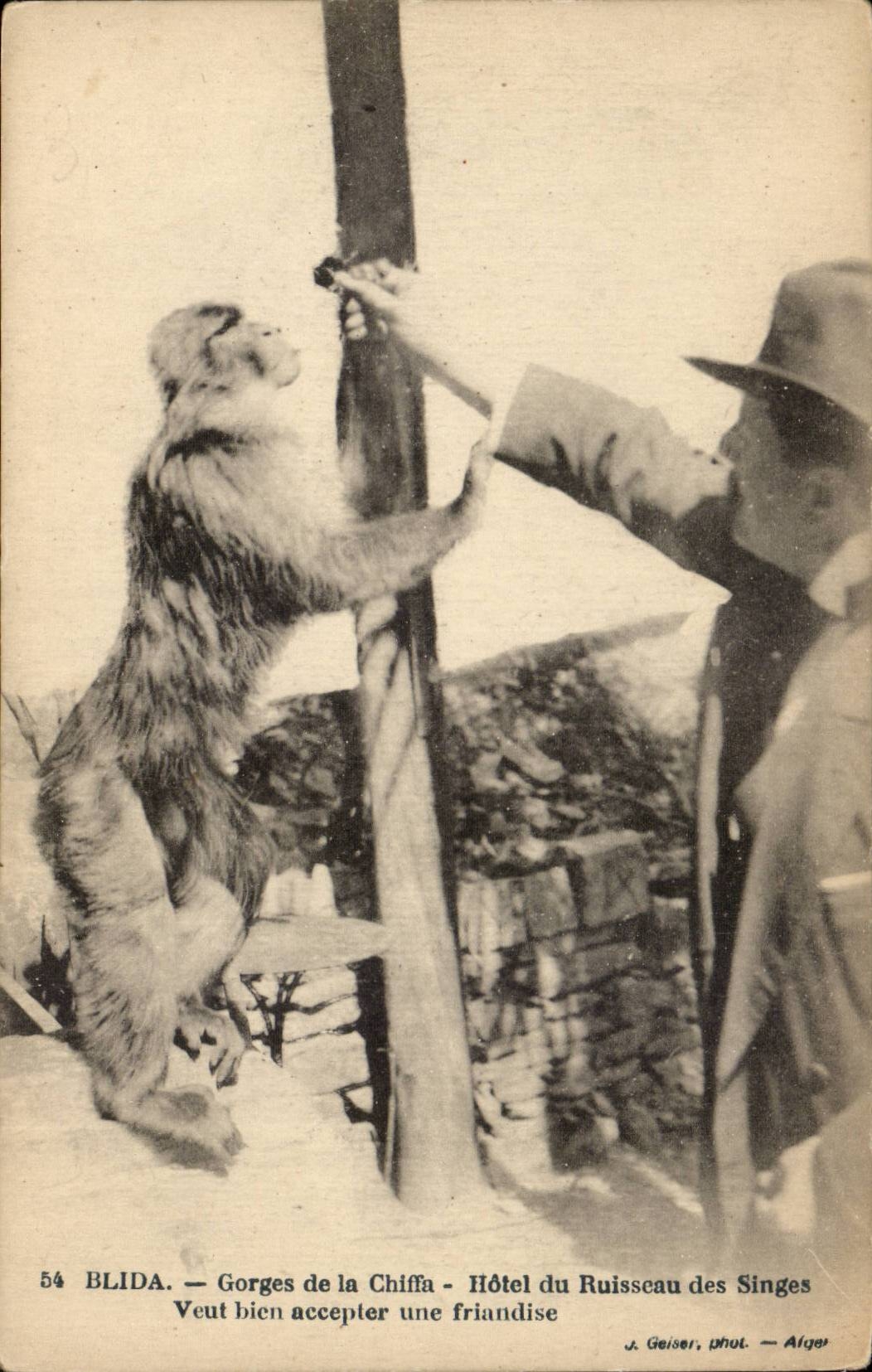 Algerie CPA Blida Gorges de la Chiffa Hotel du Ruisseau des singes Veut bien accepter une friandise (monkey)