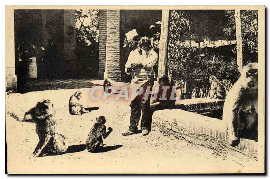 Algerie CPA Blida Gorges de la Chiffa au ruisseau des singes (monkeys)