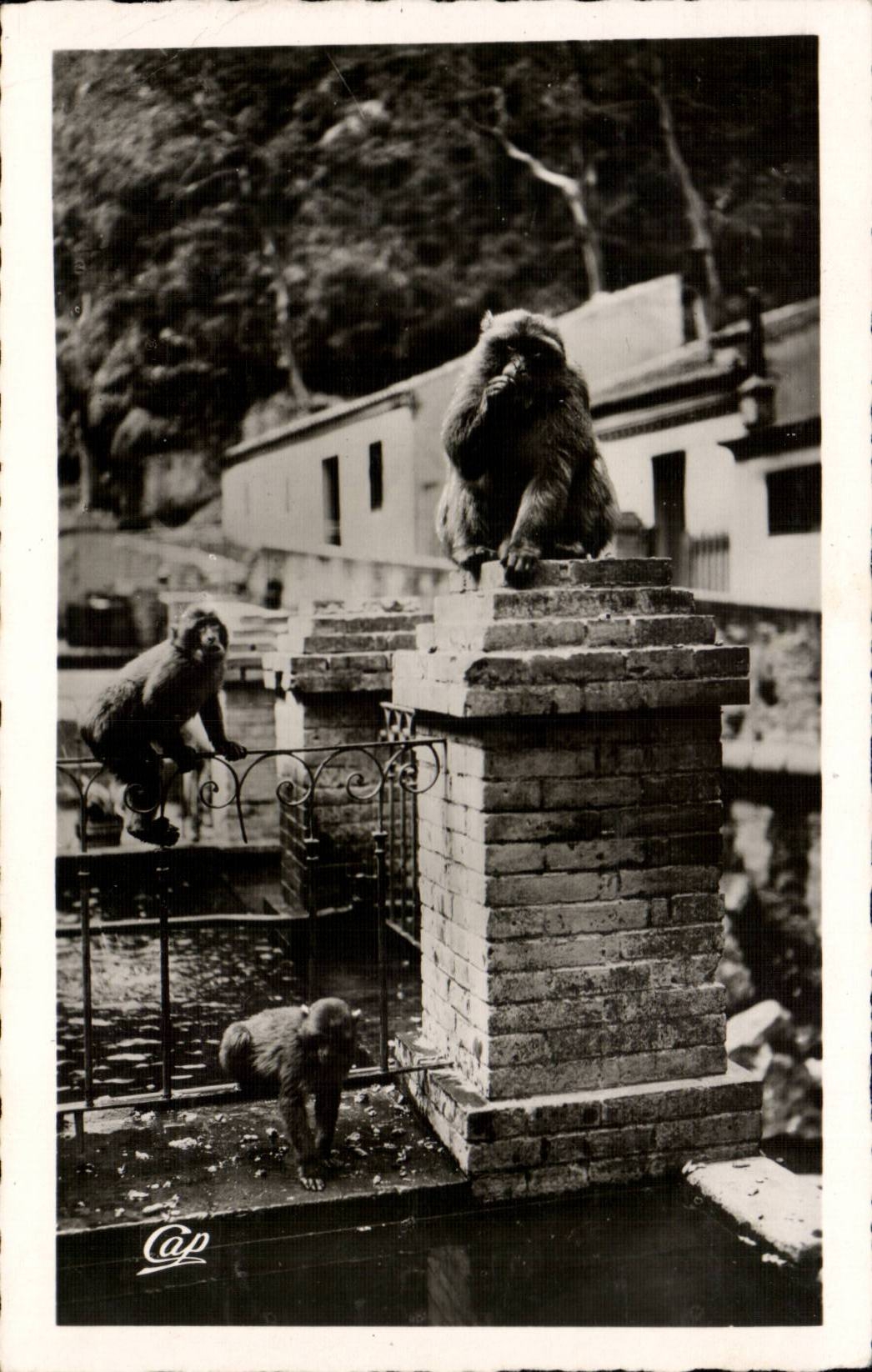 Les Gorges de la Chiffa — Hôtel du Ruisseau des Singes — éditeur CAP, n° 87