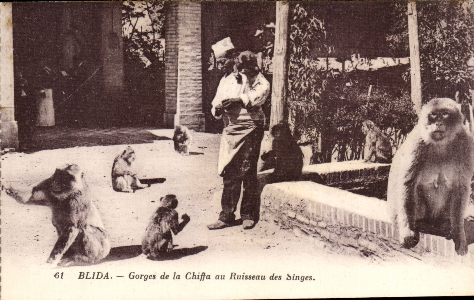Algerie CPA Blida Gorges de la Chiffa au ruisseau des singes (monkey)
