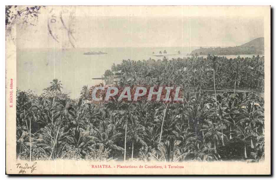 Raiatea CPA Plantations de cocotiers a Tevaitos (Tahiti Polynesie Oceanie)