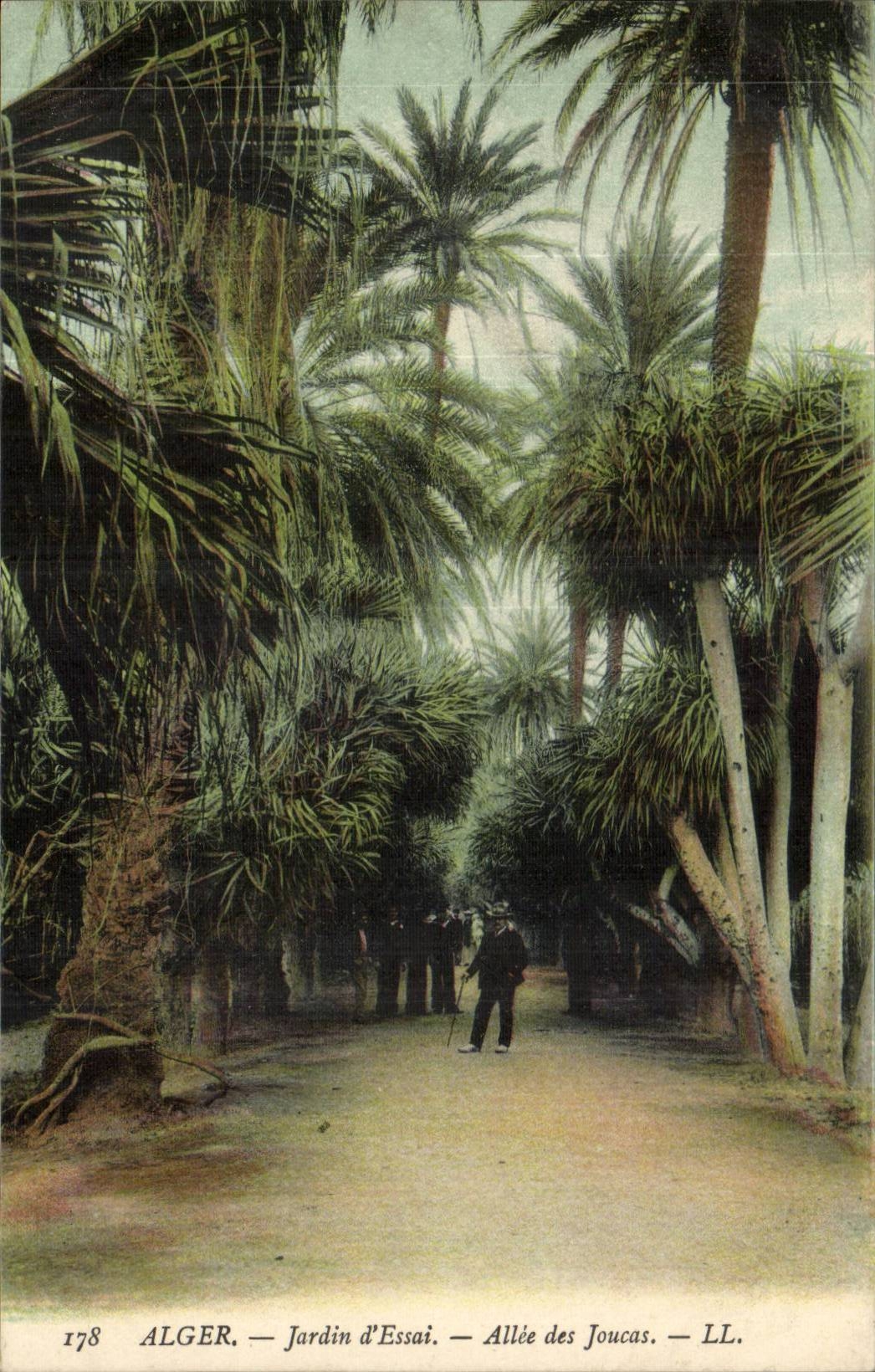 Algerie Alger CPA Jardin d'essaie Allee ds joucas