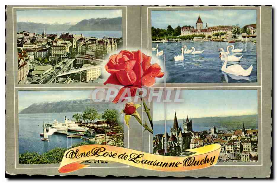 Suisse - Schweiz - Une Rose de lausanne Ouchy - CPA 