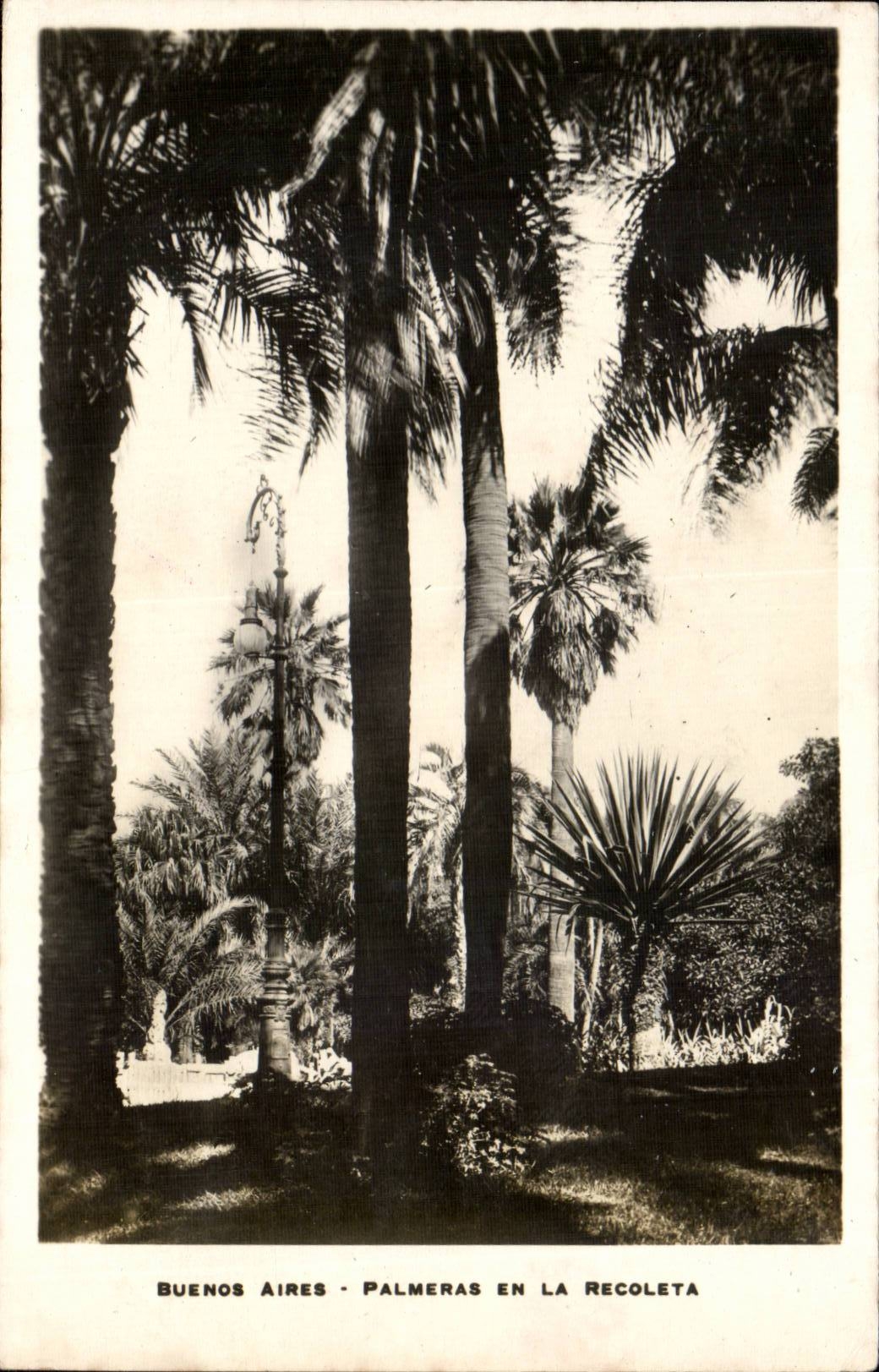 Buenos Aires - Palmeras en la Recoleta