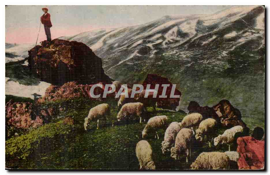 CPA Pyrenees loin du monde (moutons)