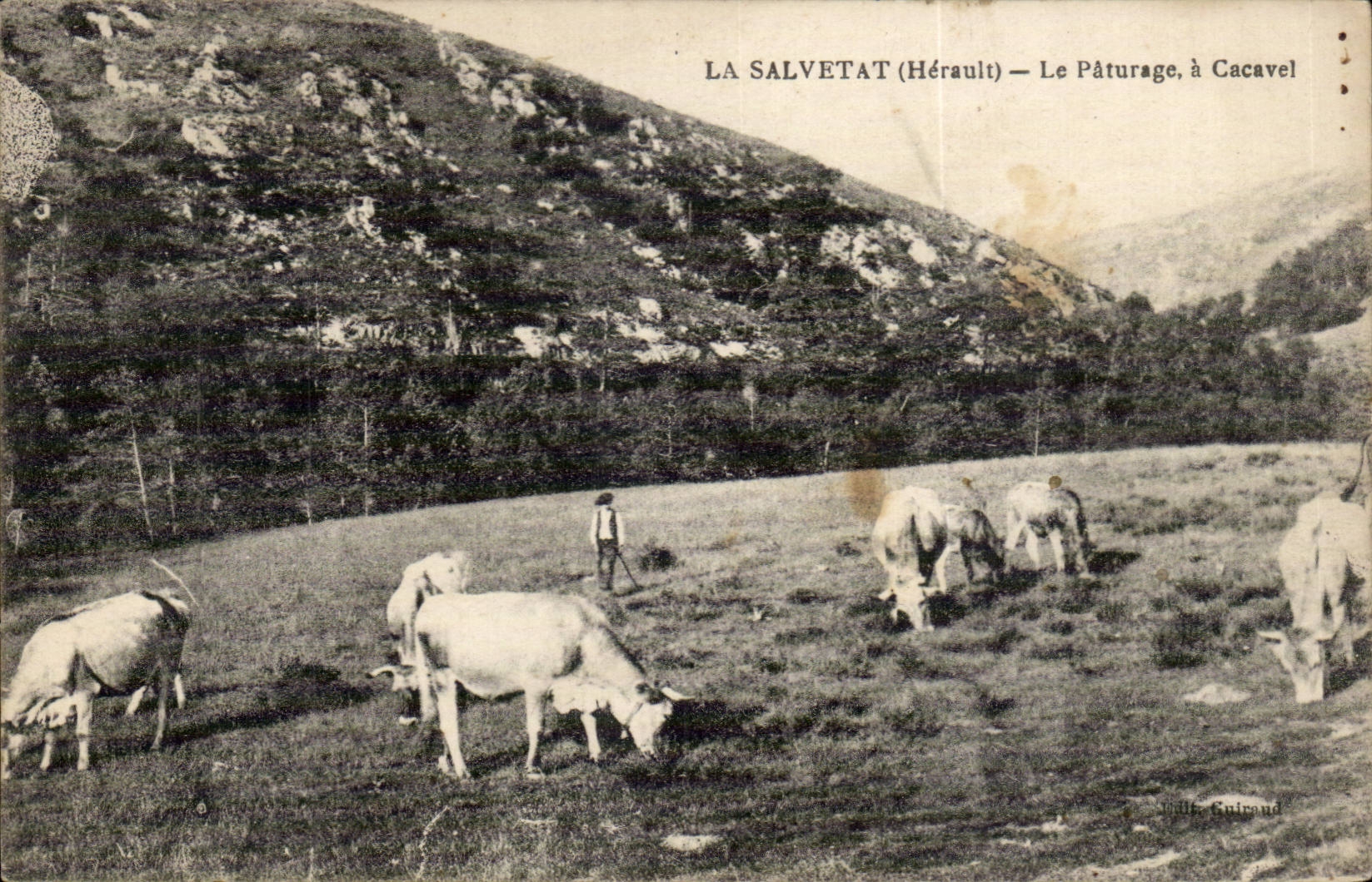La Salvetat - Le Paturage a Cacavel - vache - cow - CPA 