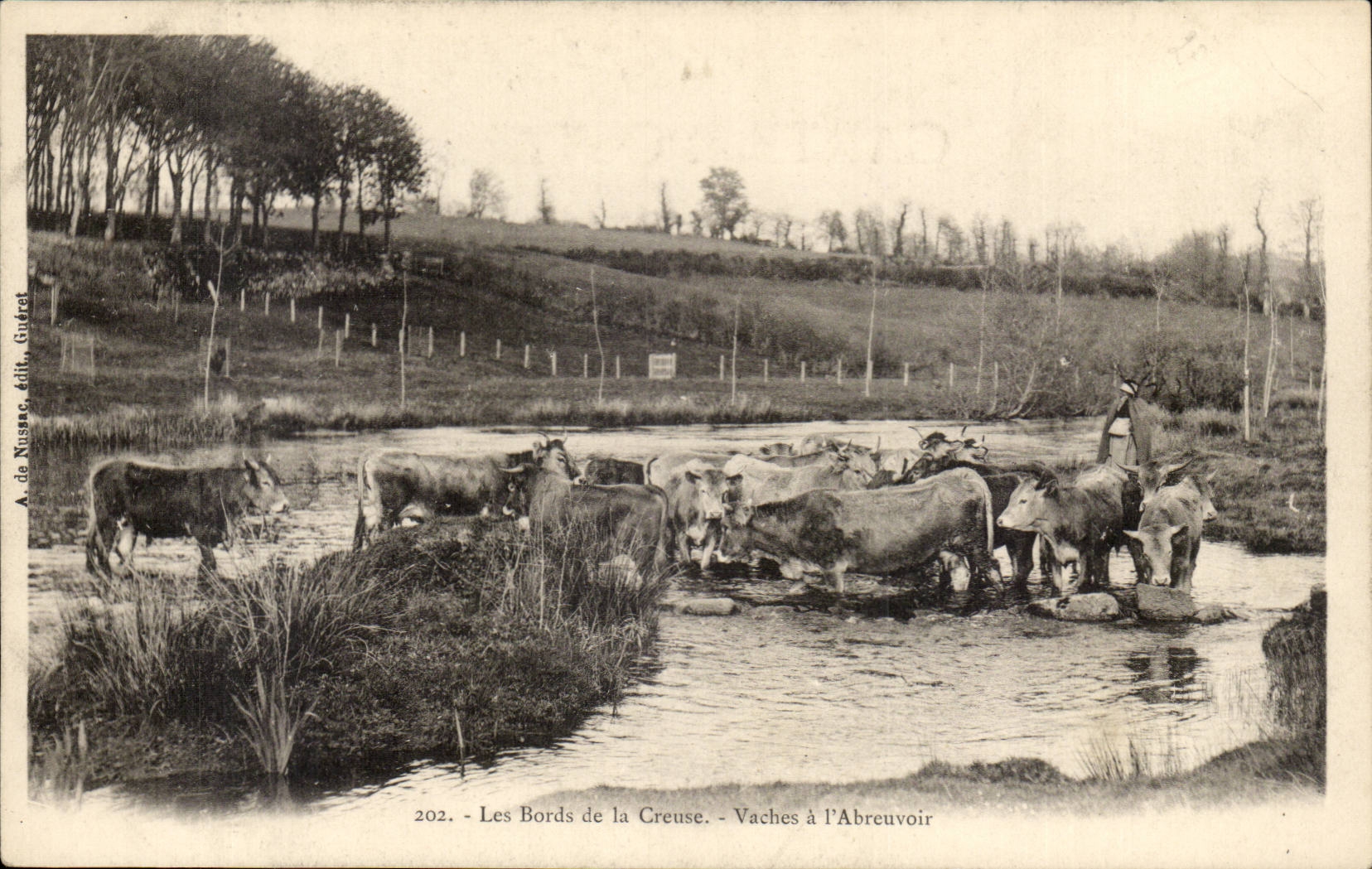 Creuse CPA Les bords de la Creuse Vaches a l'abreuvoir