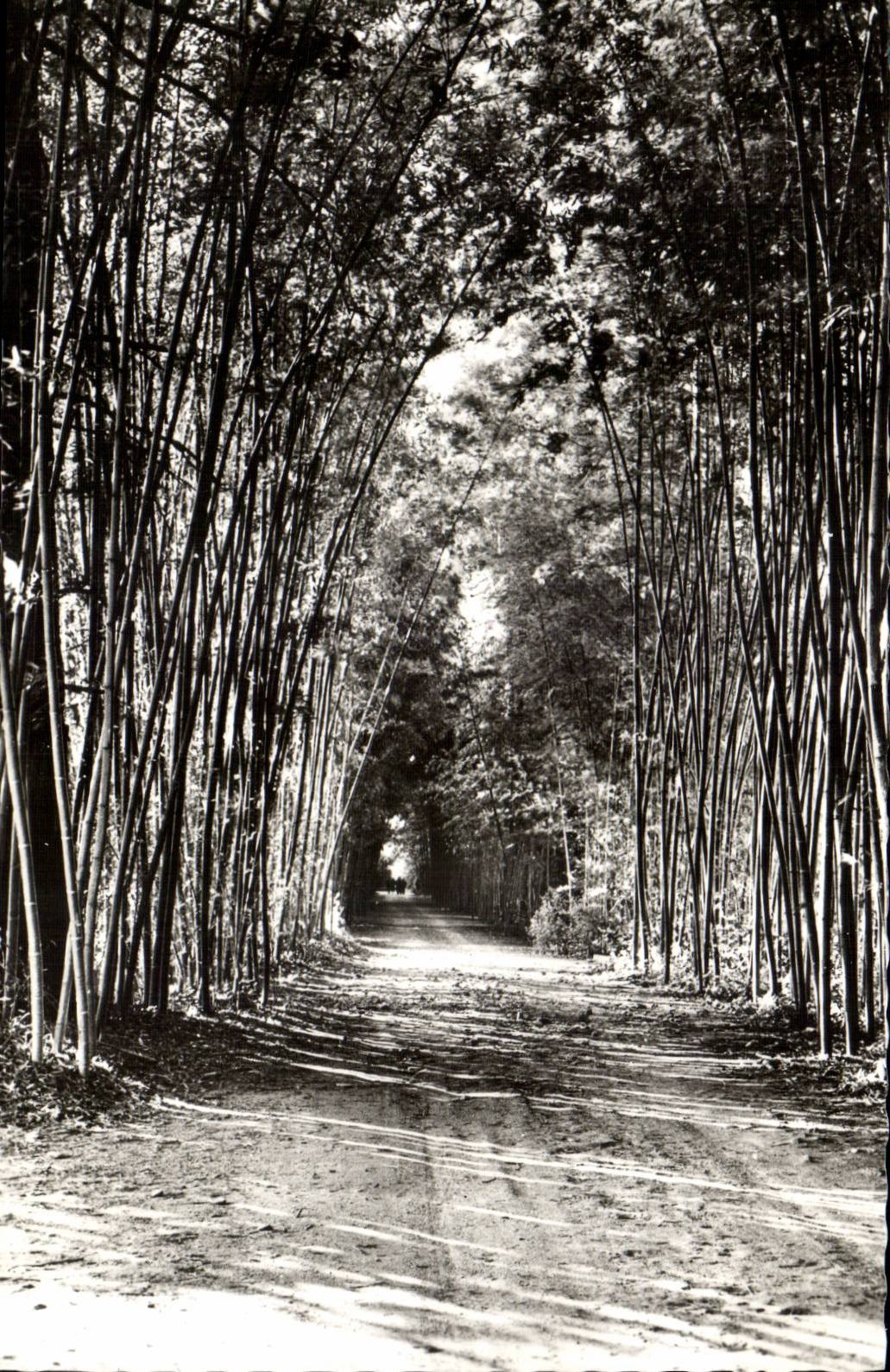 Domaine de Prafracne par Generargues CPA Allee de bambous (bamboo)