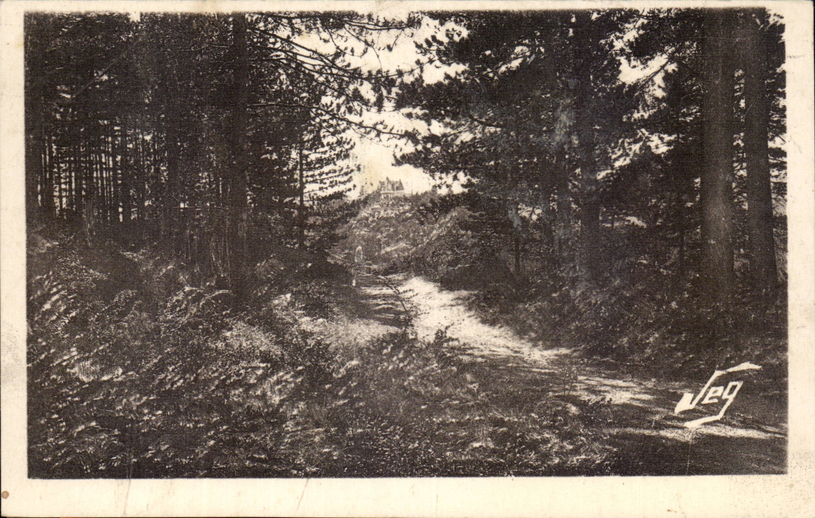 Le Vigan - Environs de Montdardier - La Foret de Pins Au fond le Chateau CPA 