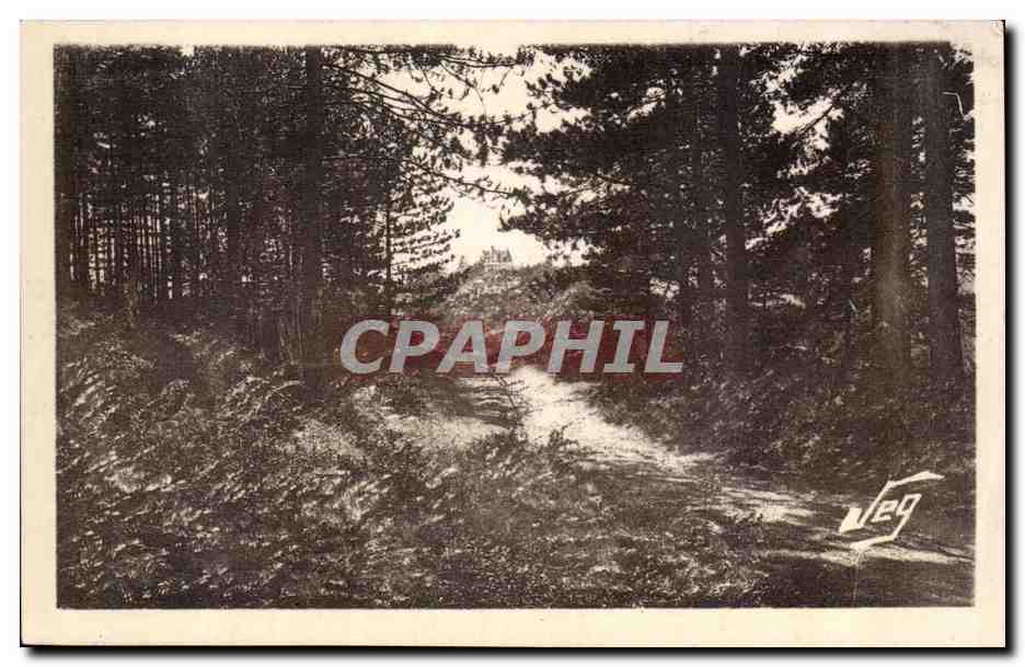 Forêt de Pins — Montdardier — Le Vigan — Nos Cévennes — Édition SEG