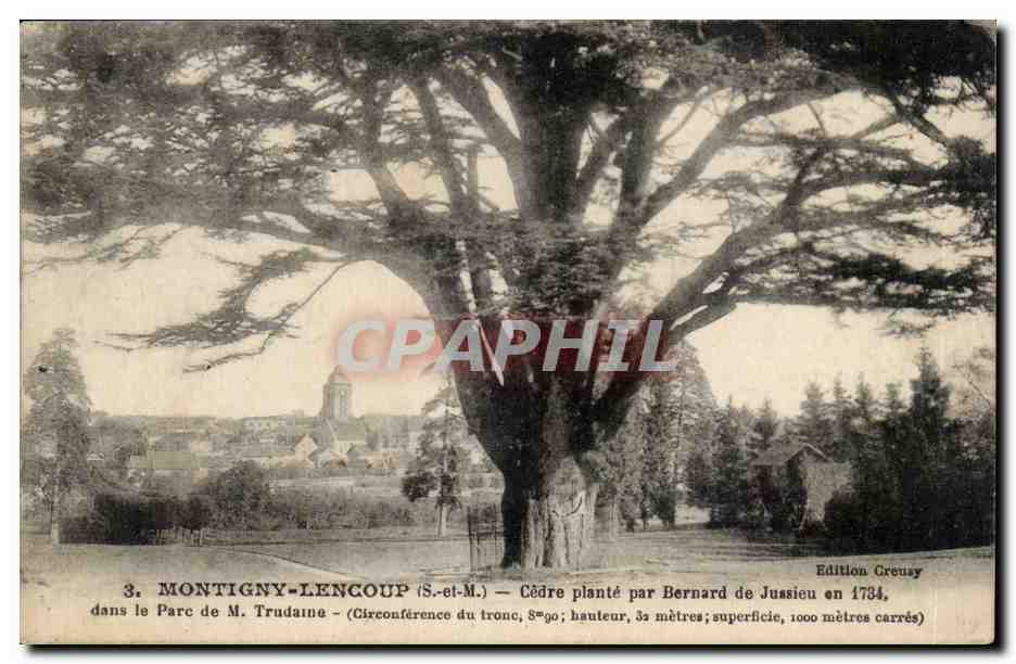 Montigny Lencoup - Cedre Plante par Bernard de Jussieu en 1734 dans le Parc de M Trudame - CPA 