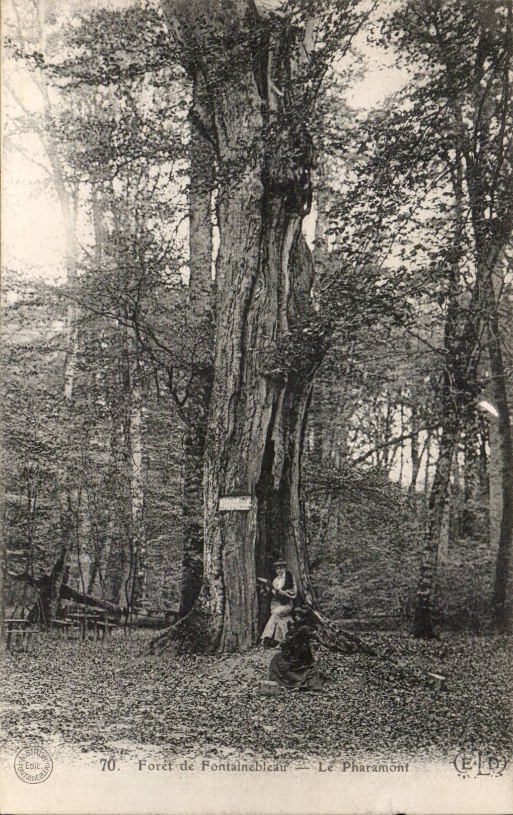 Forêt de Fontainebleau — Le Pharamont — Édit. P. P. (n°70)