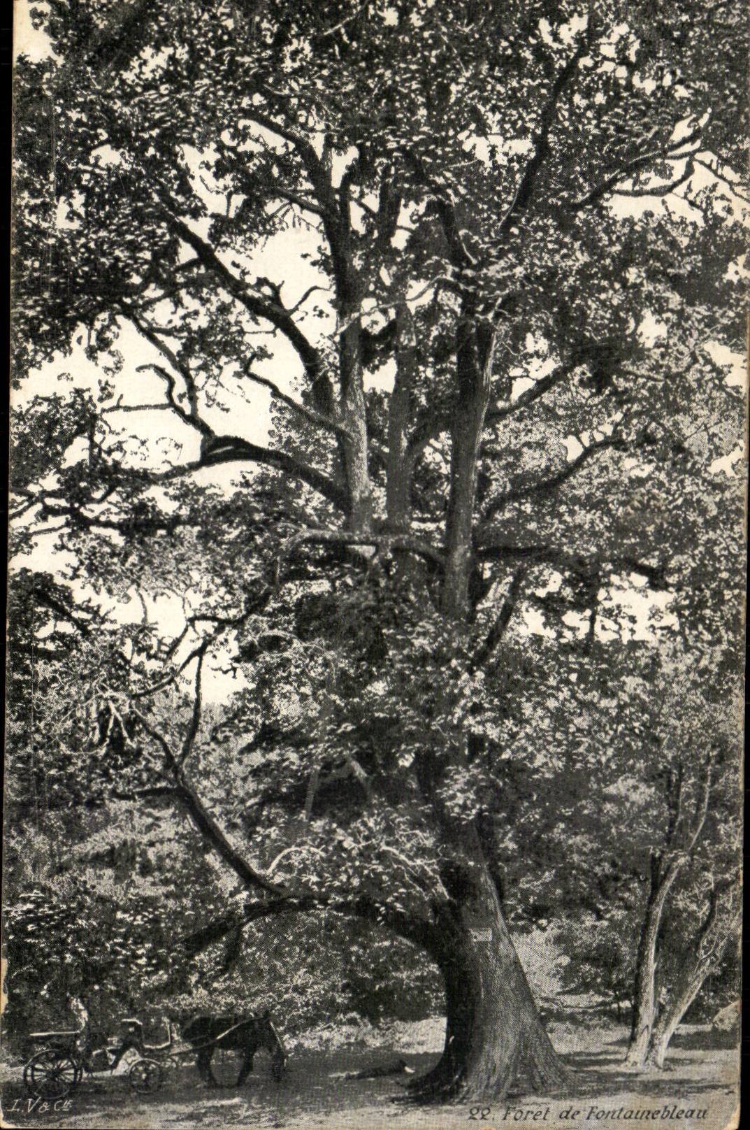 Foresta di Fontainebleau — Albero imponente con carrozza a cavallo — L. Vosce, n°22