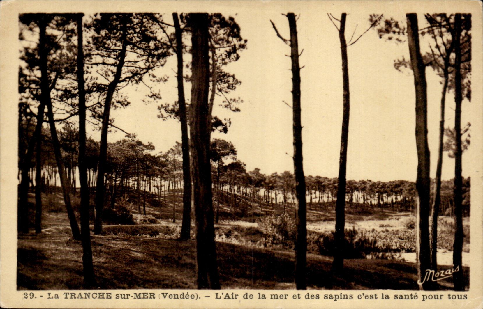 La TRANCHE sur-MER (Vendée) — Forêt de pins — éditeur Mozais, n°29