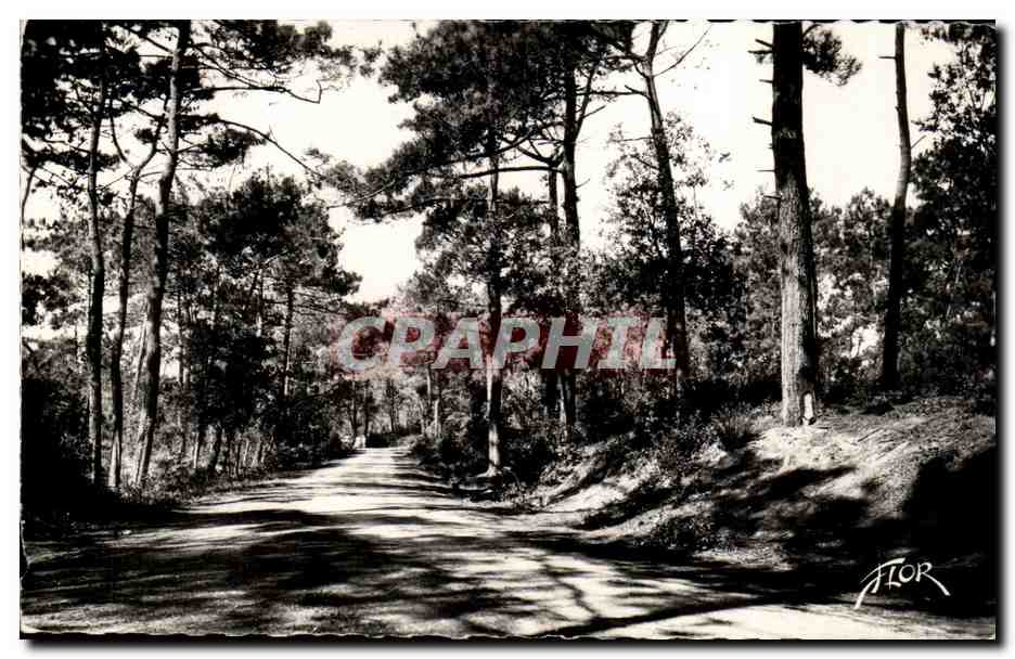 Bretignolles sur mer CPM Route forestiere pittoresque