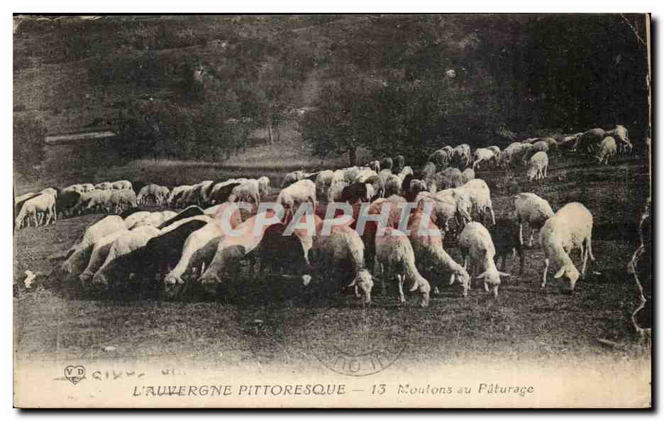 L'Auvergne Pittoresque - Moutons au Paturage - CPA 