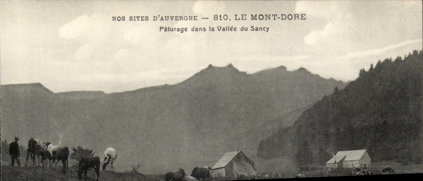 Le Mont Dore - Paturage dans la Vallee du sancy - taureau - buls - CPA 