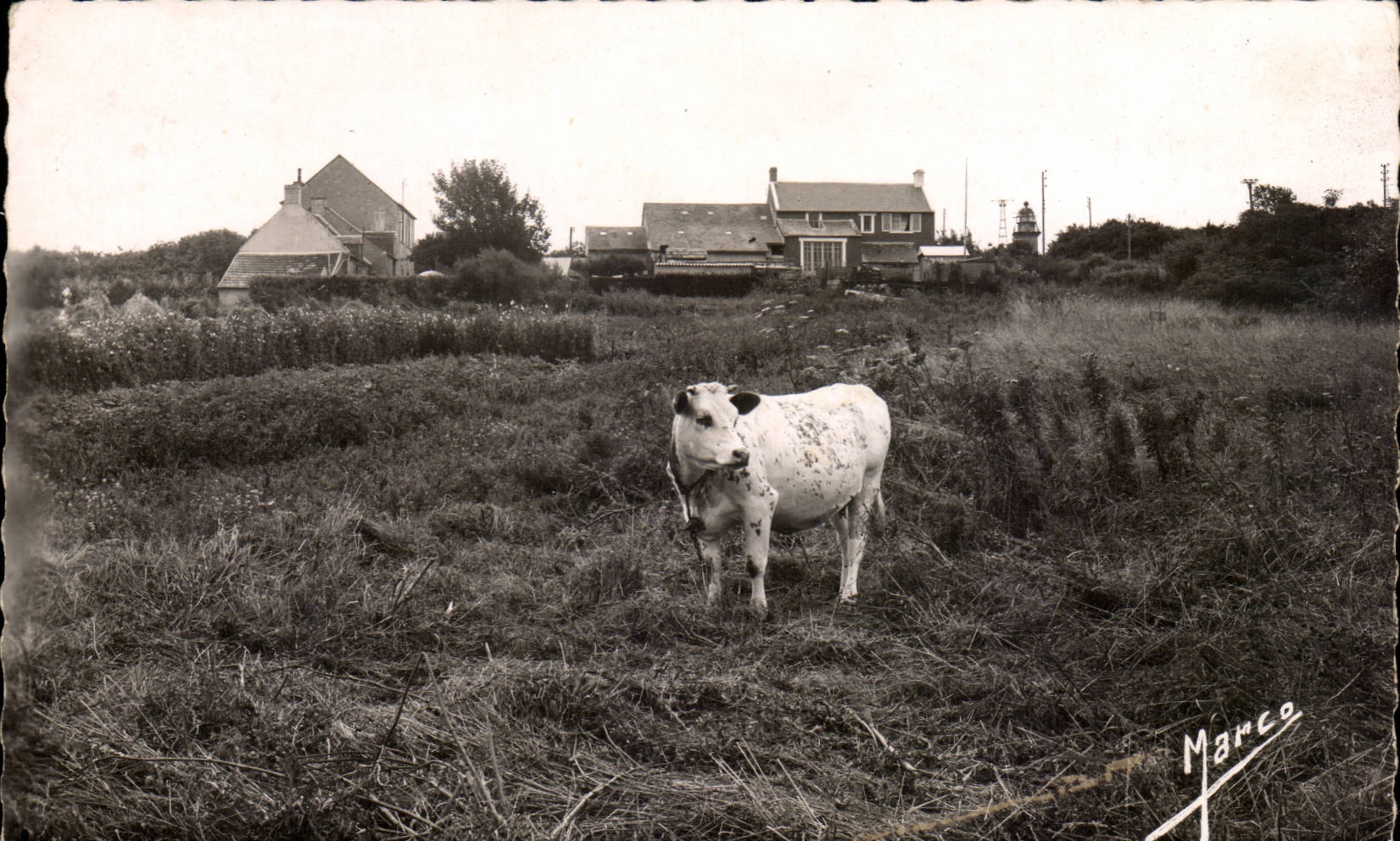 Ver sur Mer CPA le mont FLeury (vache)